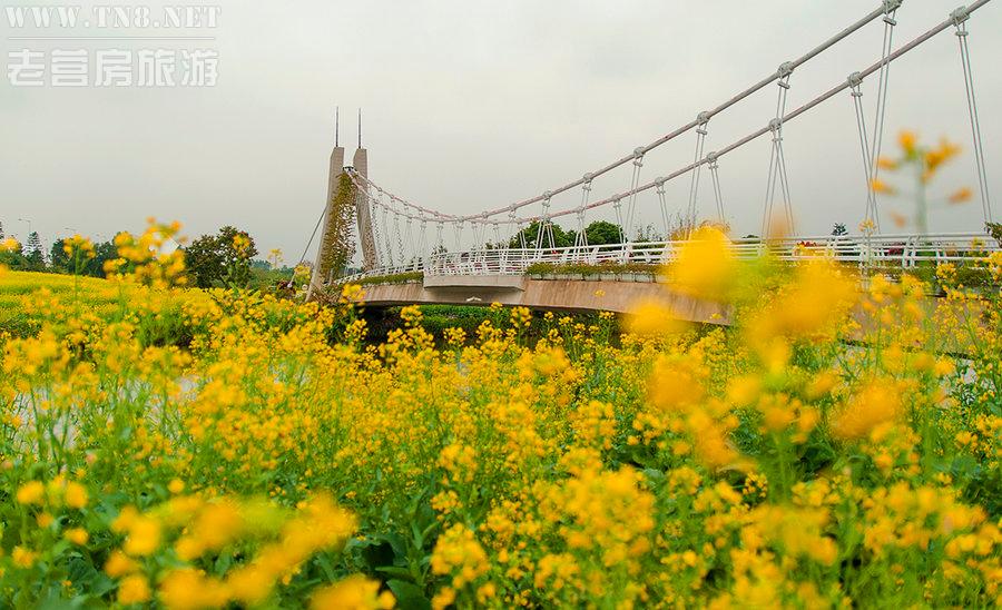 广东周边踏青赏花周末游，来一场与春天的邂逅吧